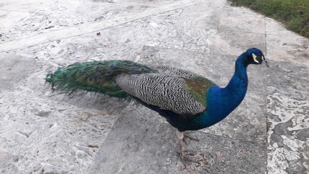 Click image for larger version  Name:	20251213_074101.jpg Views:	0 Size:	118.2 KB ID:	30767