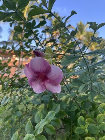 Click image for larger version  Name:	IMG-2f17c2ccd786333d39394e565b50b26d-V.jpg Views:	0 Size:	76.4 KB ID:	30813