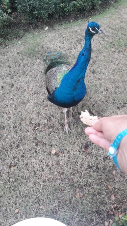 Click image for larger version  Name:	20251220_145502.jpg Views:	0 Size:	77.6 KB ID:	30821